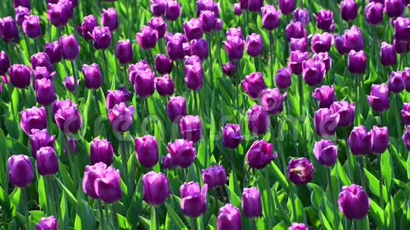 花坛里有许多紫薇郁金香视频的预览图