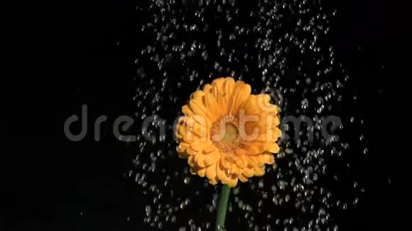 在超级慢动作中浇灌的橙花视频的预览图
