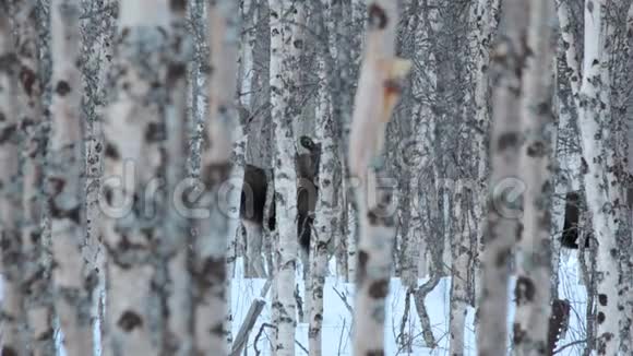 麋鹿妈妈和小牛在白桦树的冬林中站在雪地上视频的预览图