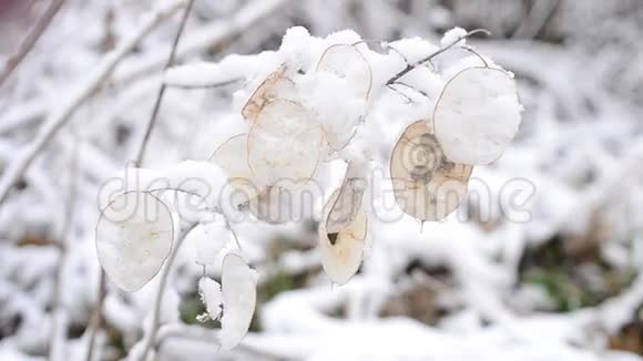 冬天的风景雪落在美丽的子上视频的预览图