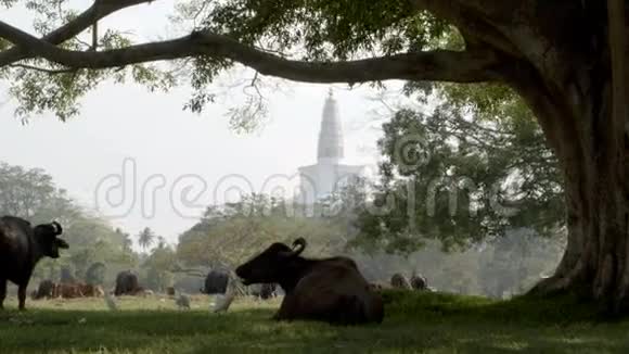 斯里兰卡寺庙公园里的野生动物视频的预览图