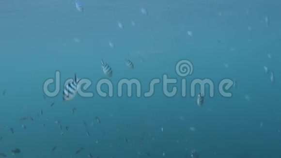 水下鱼和长鱼视频的预览图