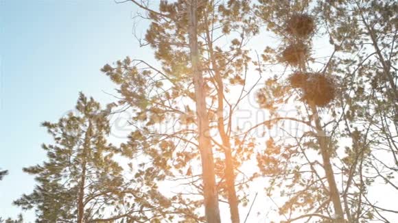 阳光透过树枝照耀视频的预览图