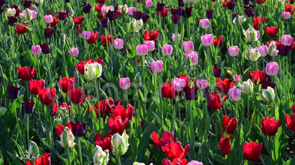 不同颜色的郁金香和花坛中的花园视频的预览图