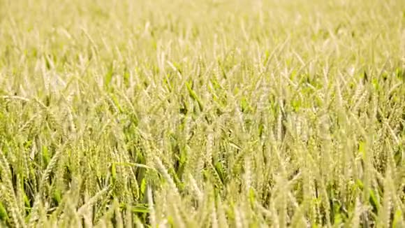 无缝环路绿色麦田迎风移动农业有机小麦概念视频高清视频的预览图