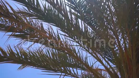 大绿棕榈树在蓝天的映衬下视频的预览图