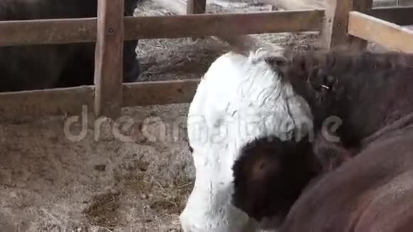 牛的头牛脸视频的预览图