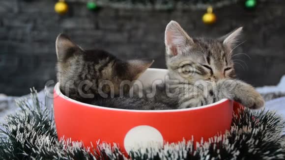 带着睡觉小猫的杯子被节日装饰包围视频的预览图