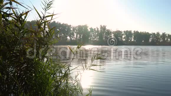 河岸上的日出有芦苇的河流景观视频的预览图