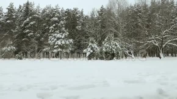 冬天森林里雪下的树使用专业的万向节稳定剂视频的预览图