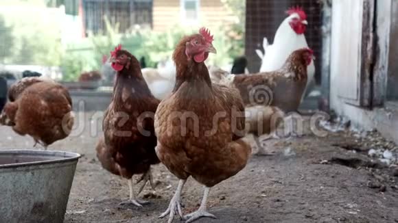 小鸡站在农家院里鸡在家禽农场看镜头视频的预览图