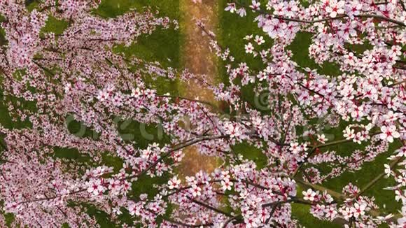 穿着和服的樱花树和女孩在3D上绽放视频的预览图