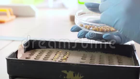 在实验室里种植谷物发芽试验视频的预览图