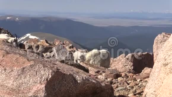 山地山羊群视频的预览图
