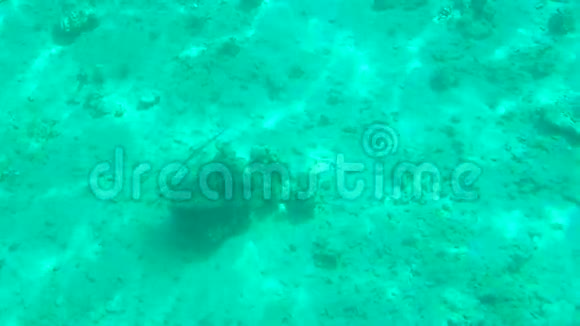 美丽的海底有珊瑚和阳光视频的预览图