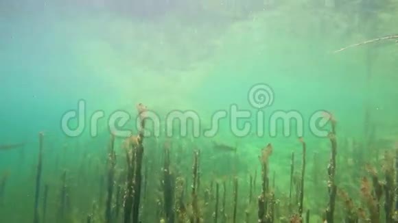 4K水下观赏野生游泳鳟鱼斯洛文尼亚特里格拉夫国家公园JulianAlpsBohinj湖视频的预览图