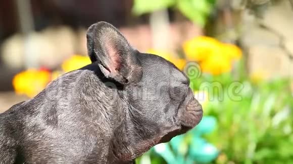 黑色法国斗牛犬花园高清视频的预览图
