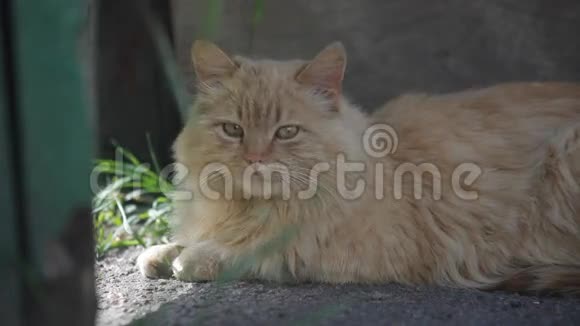 户外红猫的肖像视频的预览图