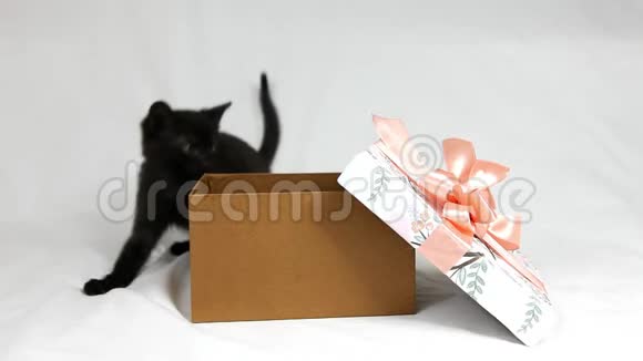 滑稽的黑猫在礼物的盒子上玩粉红色的蝴蝶结视频的预览图