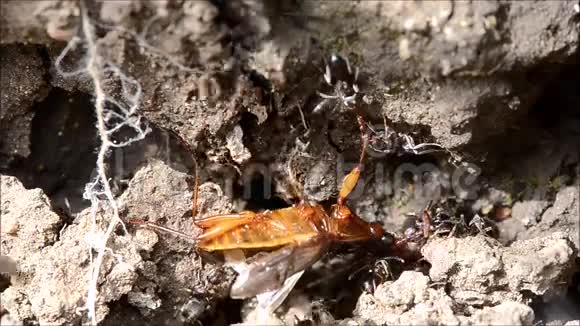 黑蚁Lasiusniger携带死尸甲虫视频的预览图
