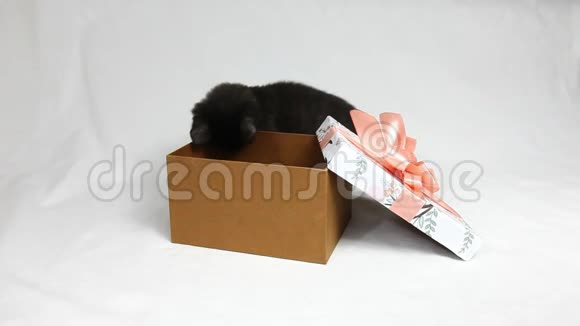 有趣的黑色小猫在礼物盒上玩粉红色的蝴蝶结视频的预览图