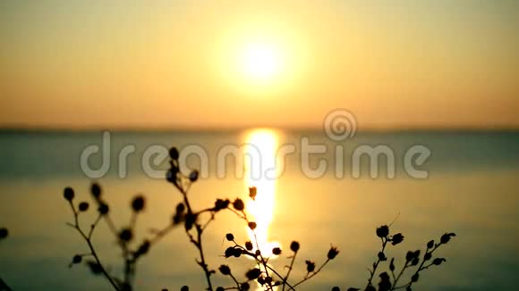 日出或日落在海或河上植物的轮廓视频的预览图