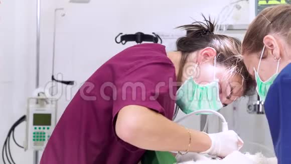 女兽医牙医在一家兽医诊所做专业洁牙犬的手术麻醉犬视频的预览图