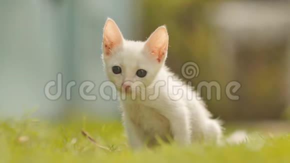 这只亚洲白瘦的小猫在草地上奔跑视频的预览图