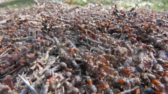 有移动蚂蚁的花盘视频的预览图