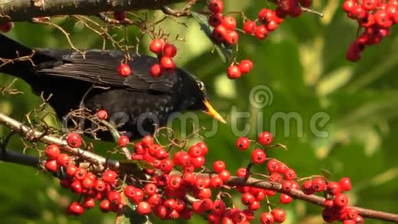 黑鸟吃浆果狼吞虎咽地飞走了视频的预览图
