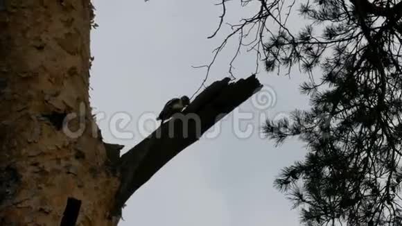 啄木鸟坐在树上敲门视频的预览图