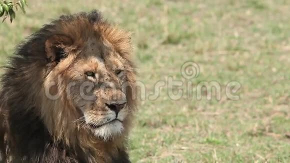 非洲狮子美洲狮雄性舔鼻子肯尼亚马赛马拉公园视频的预览图