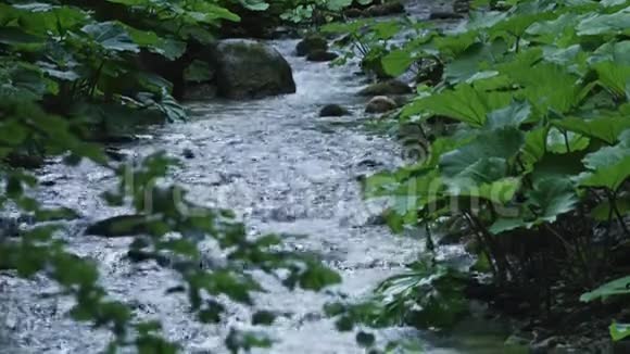 山林瀑布视频的预览图