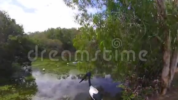 昆士兰州水中行走的贾比鲁米奇视频的预览图