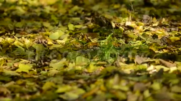 树林里的落叶视频的预览图