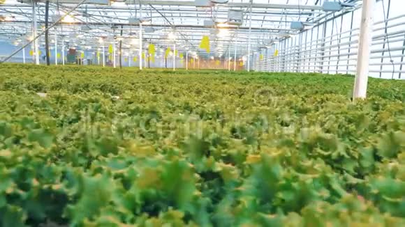 莴苣植物在农场生长视频的预览图