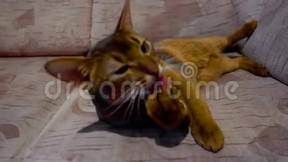 阿比西尼亚猫洗和打哈欠视频的预览图