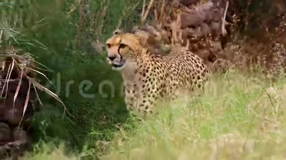 美丽的猎豹在林下觅食视频的预览图