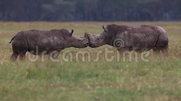 白犀牛青年战斗肯尼亚的纳库鲁公园视频的预览图