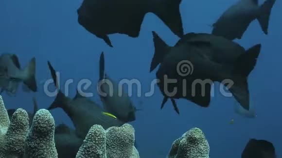 一群黑鱼漂浮在珊瑚礁上的珊瑚管周围视频的预览图