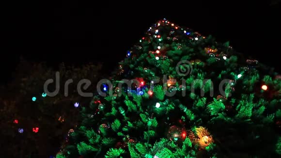 最高的圣诞树视频的预览图