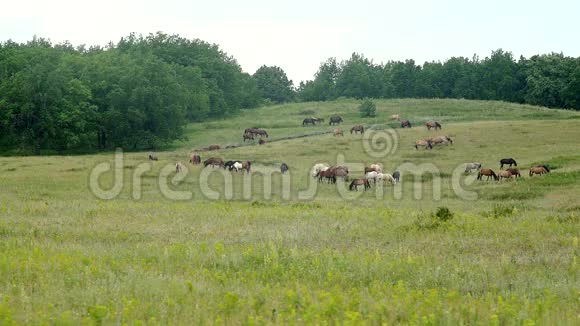 一群马在草地上吃草视频的预览图