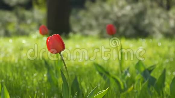 森林公园春草映衬下美丽的红色郁金香视频的预览图
