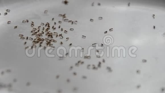 一群蚂蚁吃蛋糕上的面包屑一群蚂蚁在厨房的盘子上行走景深较浅视频的预览图
