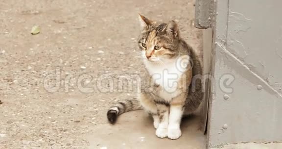 坐在街上的猫视频的预览图