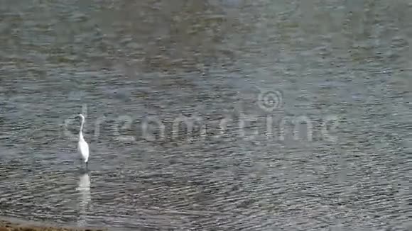 水库里的白鹤视频的预览图