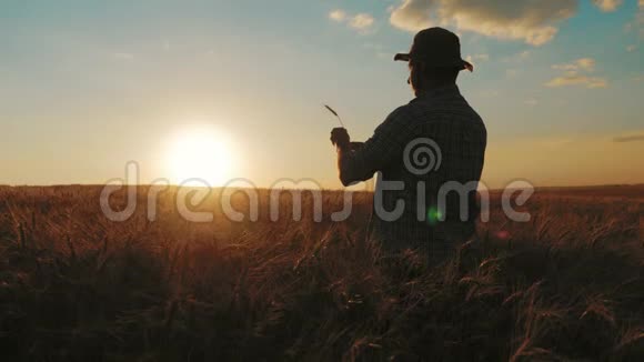 日落时在麦田里工作的年轻农民视频的预览图