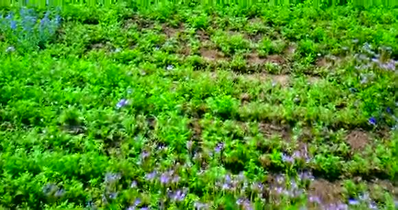 带着鲜花在绿野上空飞行视频的预览图