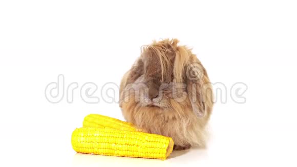 白色上有黄色玉米的兔子视频的预览图