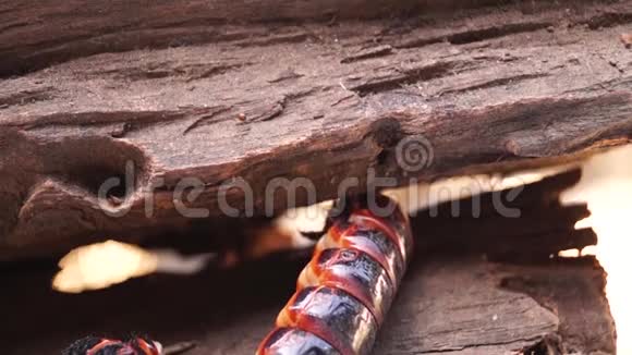 甲虫幼虫在腐烂的木洞中栖身视频的预览图
